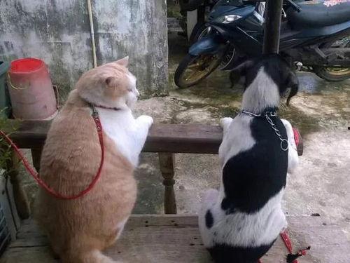 胖犬来爆料最新视频,萌宠日常大曝光！